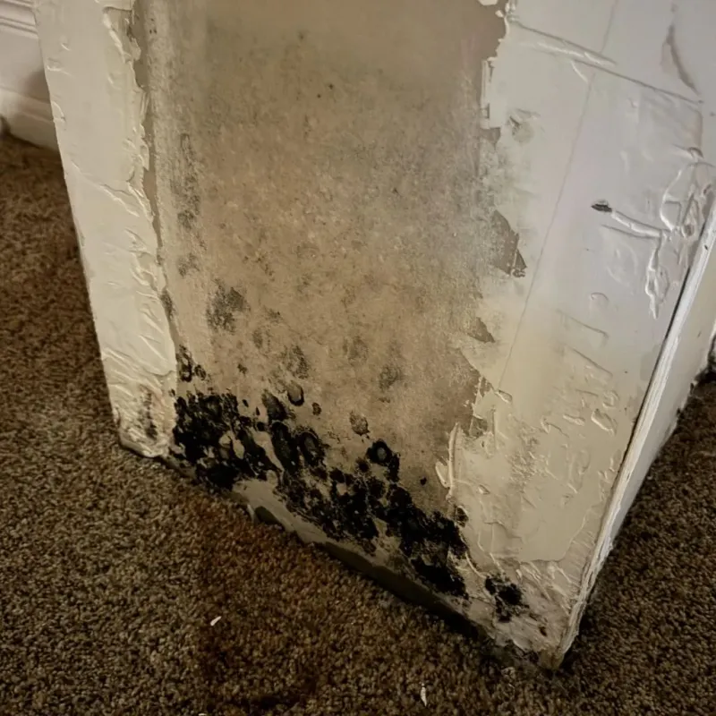 Professional Mold Removal in Hitchcock, TX